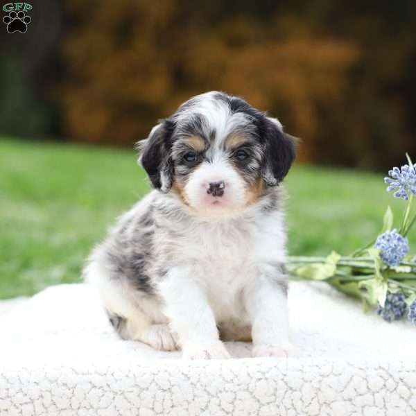 Meadow, Cavapoo Puppy
